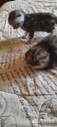 Шотландские котята