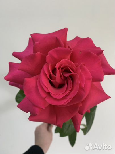 Букеты гиганты, роза, роза ажур