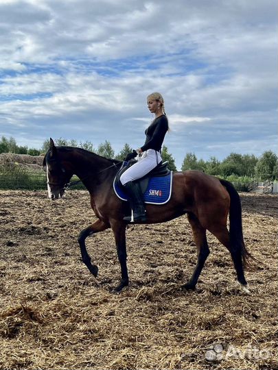 Кобыла 3 года