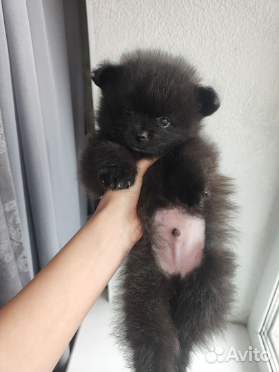 Щенки немецкого шпица