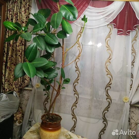 Фикус каучуконосный большой