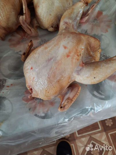 Цыплята - корнишоны домашние Куры Инлейка