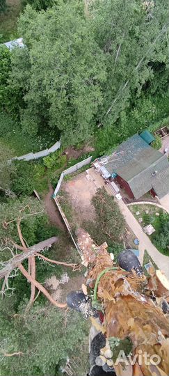 Спил деревьев