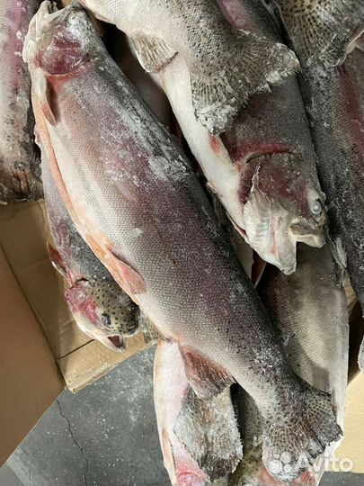 Форель оптом