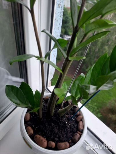 Замиокулькас