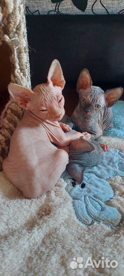 Канадский сфинкс котенок