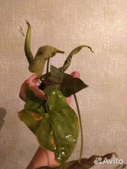 Сингониум Неон, Брокант, Ктенанта, Спатифиллум