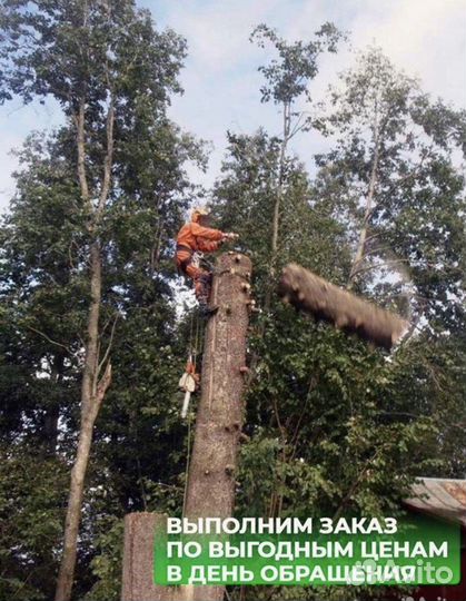 Спил деревьев. Расчистка и уборка участков