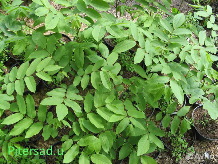 Орех маньчжурский