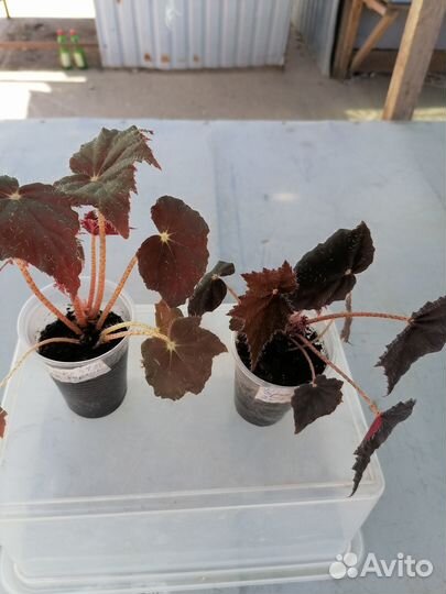 Бегония Мэсона,Черная мамба,Борщевиколистн