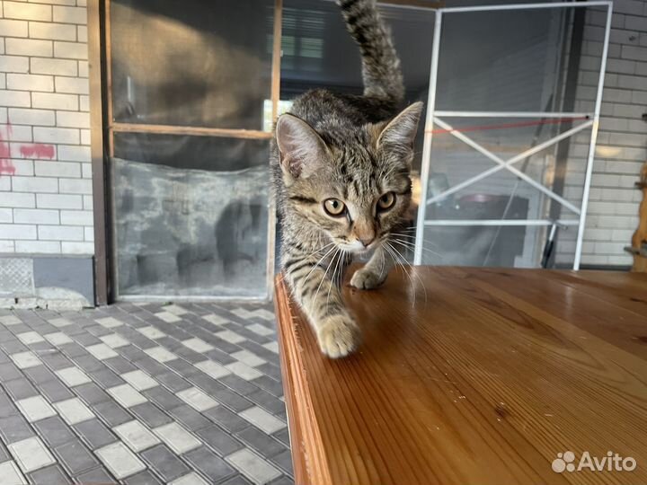 Улечный кот