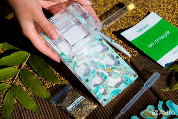 Муравьиная ферма / Формикарий