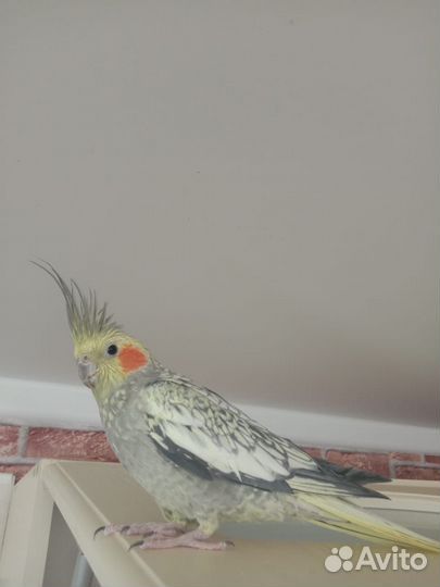 Попугай корелла