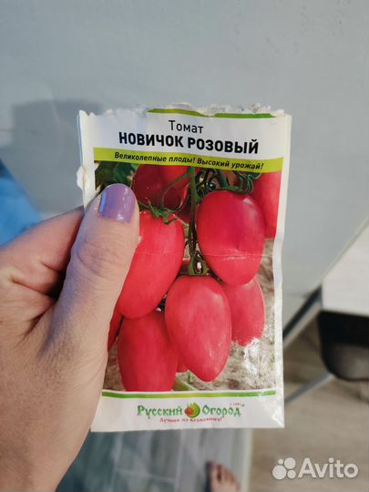Рассада помидор