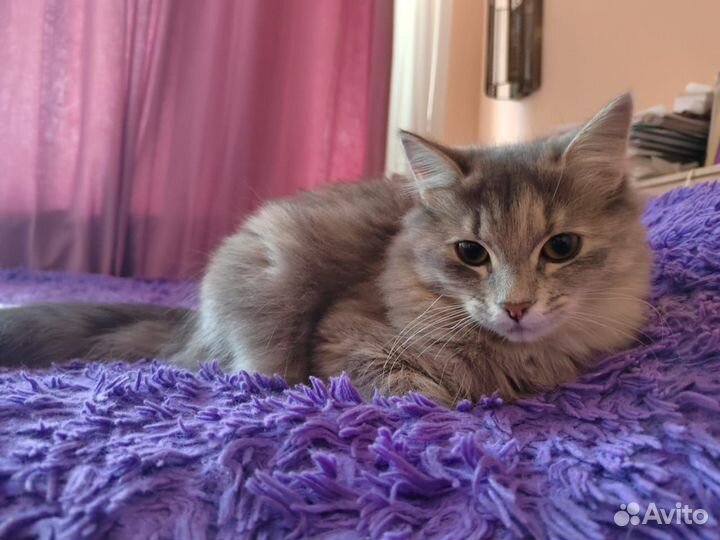 Кошечка, возраст около года, в добрые руки