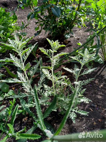 Барбарисы, лаванда, перовския, магония, бузина