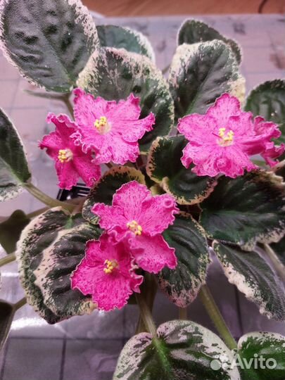 Сортовые фиалки 