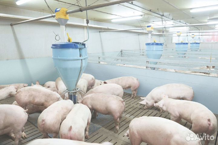 Комбикорм для свиней с доставкой