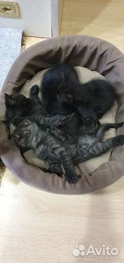 Котята в добрые руки, к лотку приучены