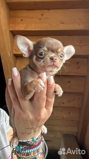 Самый красивый