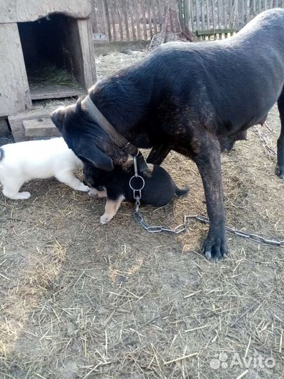 Метис кане-корсо