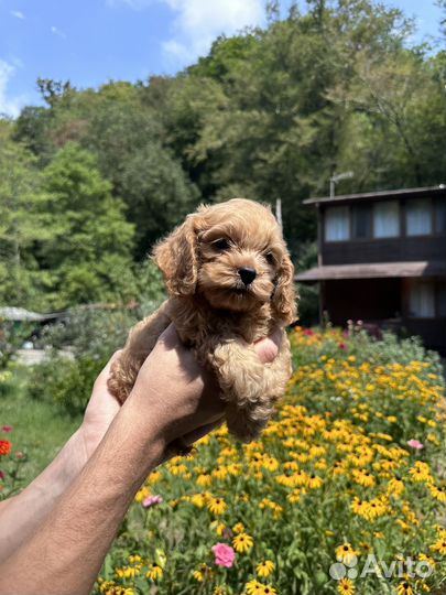 Щенки кокапу