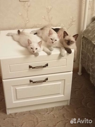 Кошки в добрые руки