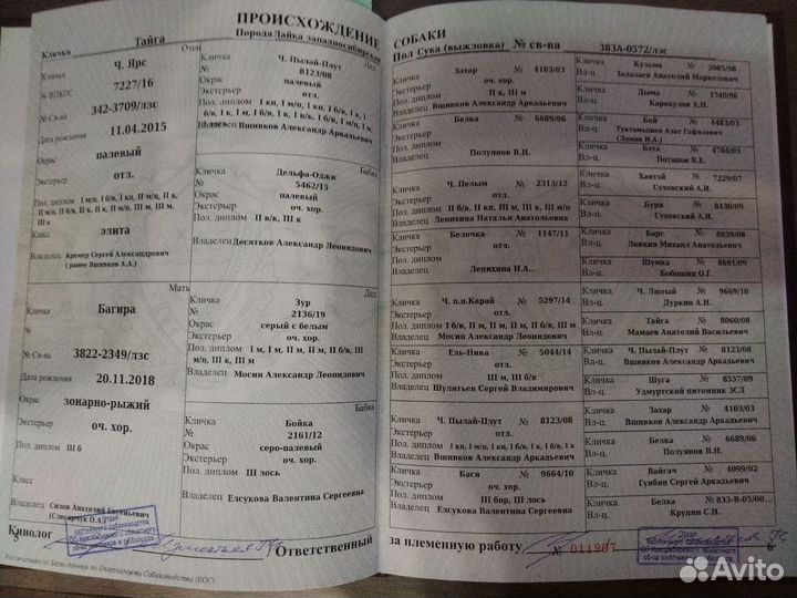 Западно сибирская лайка