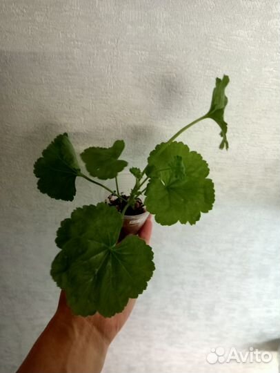 Тюльпановидная пеларгония