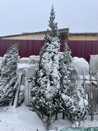 Пихта новогодняя (опт, розница) предзаказ