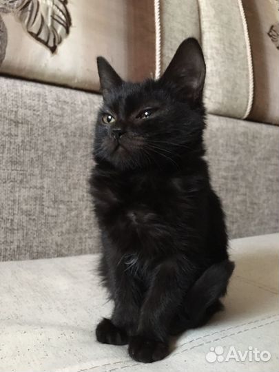 Кошка в добрые руки