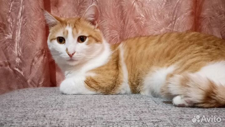 Потерялся кот