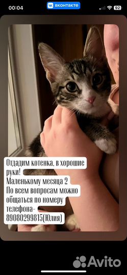 Котенок
