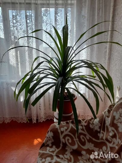 Комнатные цветы панданус