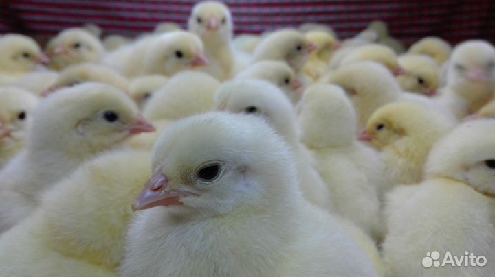 Бройлеры росс