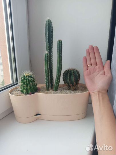 Кактусы садик