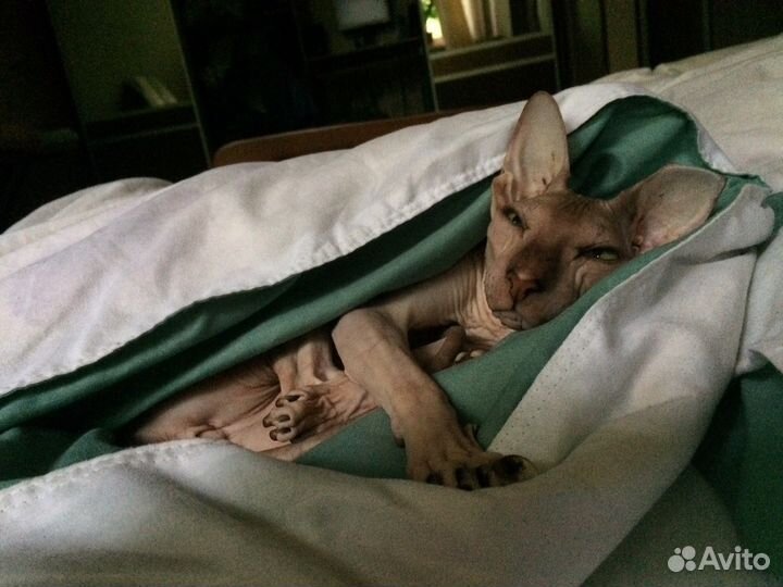 Зооняня в домашних условиях