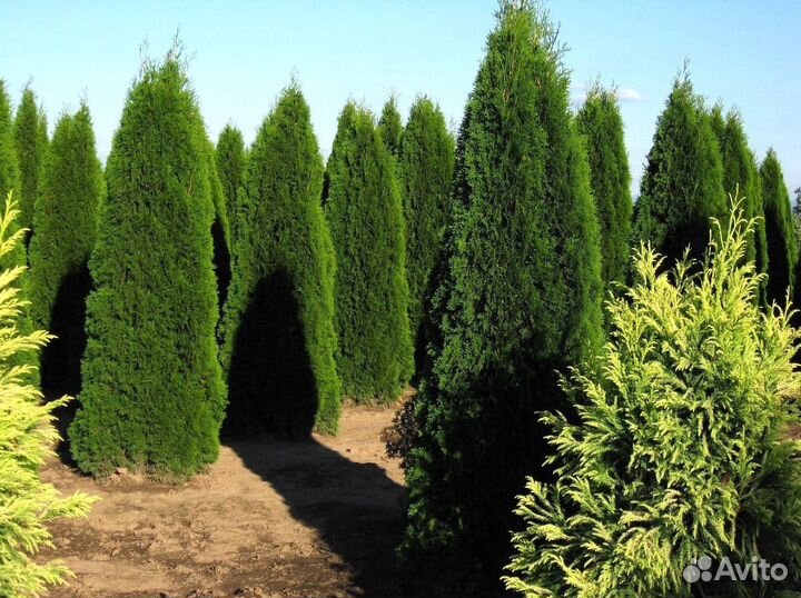 Туя западная