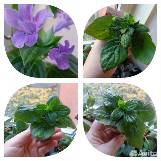 Комнатные растения