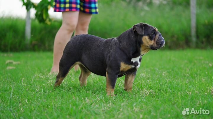 Английский Бульдог девочка голубой триколор