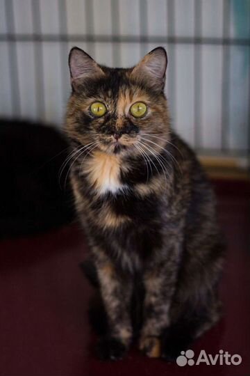 Трёхцветная кошка ищет дом