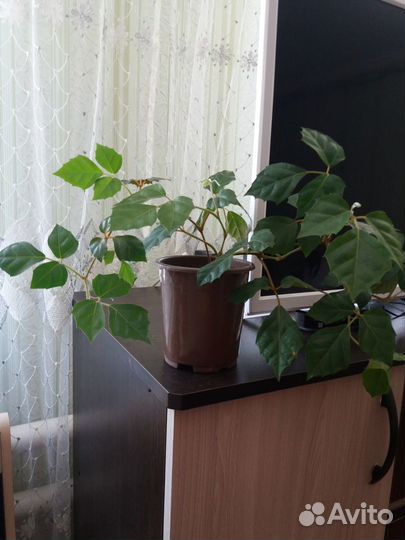 Циссус (девичий виноград)