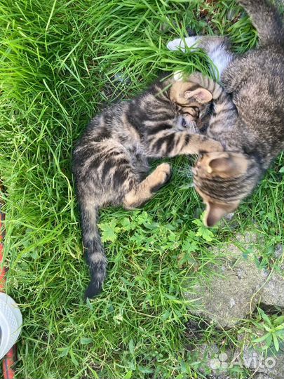 Кошка в дар бесплатно