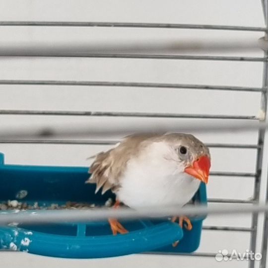 Амадин девочка