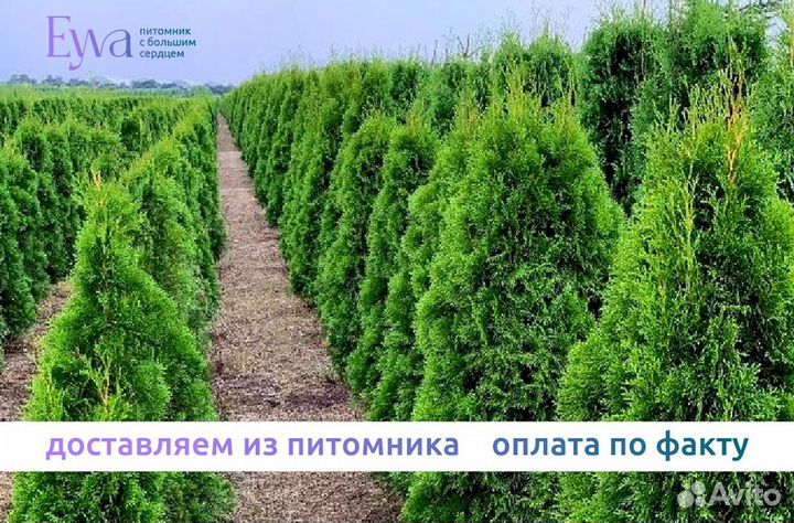 Туя, ель, сосна