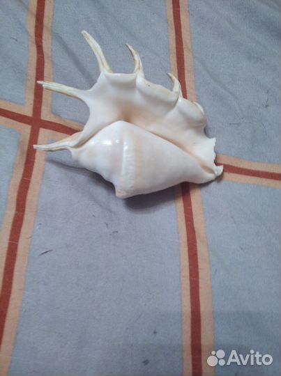 Ракушка морская