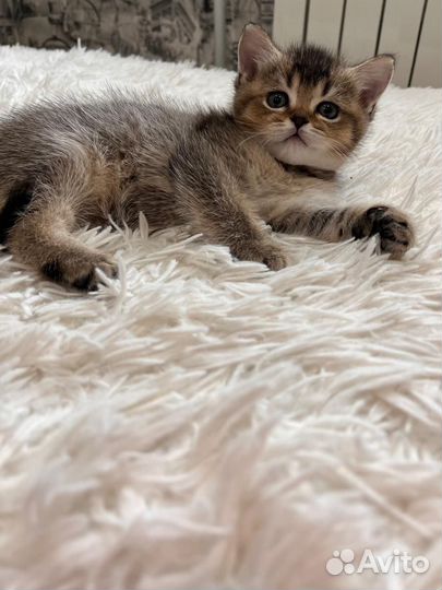 Шотландские котята