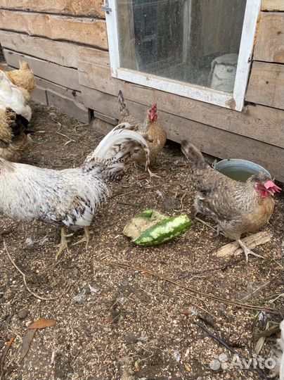 Легбар кремовый две курицы и петух