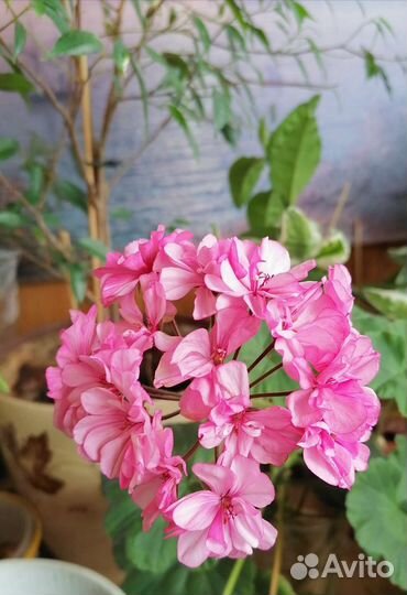 Герань пеларгония