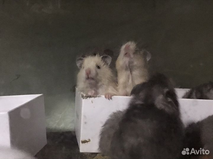 Террариум с хомяками